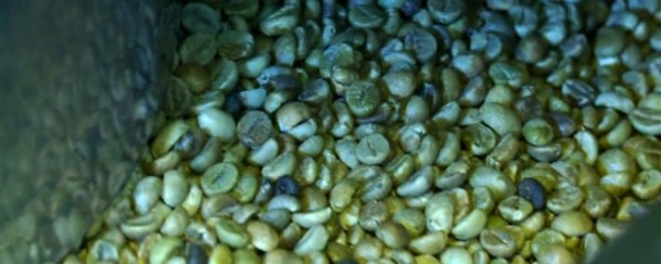 As sementes do café Buondi