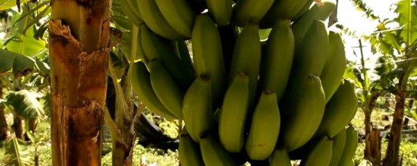 Promo: De onde é que a Banana da Madeira vem?