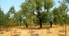 Promo: Portucel Soporcel investe na floresta de Moçambique