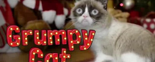 A difícil vida de gato no Natal