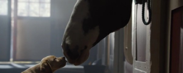 A amizade entre um cão e um cavalo