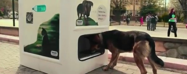 Reciclagem alimenta animais de rua