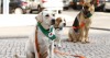 Cães treinados distribuem jornal Metro