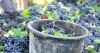 Exportação de vinhos da Península de Setúbal aumentam