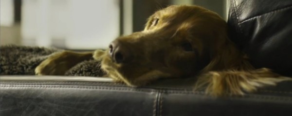 Como os cães esperam em casa pelos seus donos