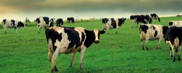 Tecnologia portuguesa encontra solução para o “Cowspiracy”