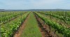 Alentejo vence o Concurso Vinhos de Portugal