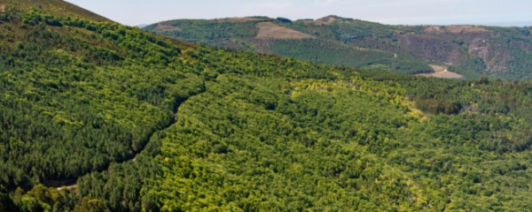 Movimento criado pela Galp e pela ANEFA quer plantar 500 mil árvores