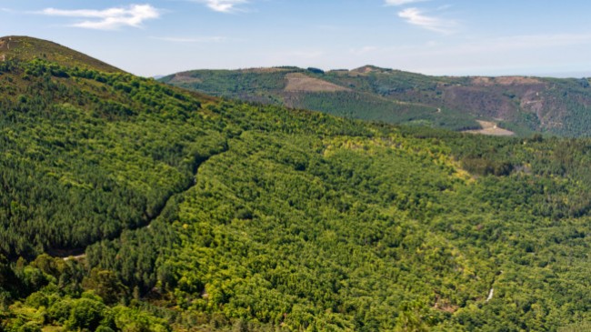 Movimento criado pela Galp e pela ANEFA quer plantar 500 mil árvores